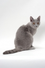 Picture of chartreux cat back view, white background