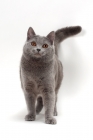 Picture of Chartreux cat, front view, looking at camera