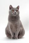 Picture of Chartreux cat front view on white background
