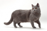 Picture of Chartreux cat, Jouvencebleu Vraiment Victorieuse