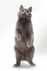 Picture of Chartreux cat jumping up, looking inquisitive
