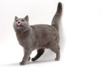Picture of Chartreux cat licking lips