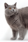 Picture of Chartreux cat looking aside