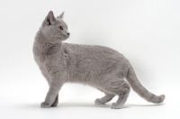 Picture of chartreux cat looking back