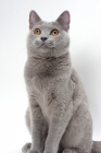Picture of chartreux cat looking up
