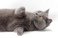 Picture of Chartreux cat lying down, looking playful