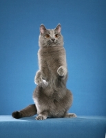 Picture of Chartreux Cat on hind legs