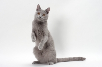 Picture of chartreux cat on hind legs