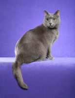 Picture of Chartreux Cat on purple background