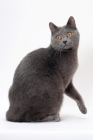 Picture of Chartreux cat on white background, one leg up