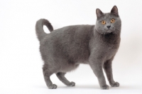 Picture of Chartreux cat on white background