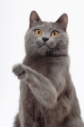 Picture of Chartreux cat on white background, reaching