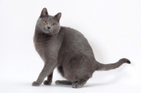 Picture of Chartreux cat on white background