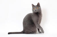 Picture of Chartreux cat on white background