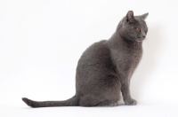 Picture of Chartreux cat on white background, sitting