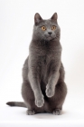 Picture of Chartreux cat on white background, standing on hind legs