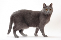 Picture of Chartreux cat on white background, walking