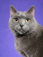 Picture of Chartreux Cat portrait