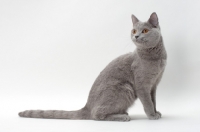 Picture of chartreux cat sitting in studio