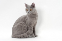 Picture of chartreux cat sitting in studio