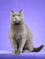 Picture of Chartreux Cat sitting on light purple background
