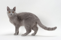 Picture of chartreux cat standing in studio