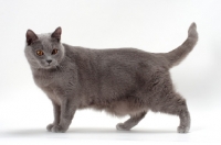 Picture of Chartreux cat standing on white background