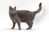 Picture of Chartreux cat, tail up