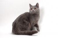 Picture of Chartreux cat turning