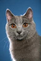 Picture of Chartreux head study on blue background