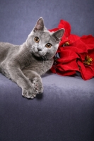 Picture of Chartreux near poinsettia 