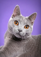 Picture of Chartreux, portrait on light purple background