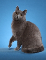 Picture of Chartreux sitting down