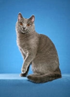 Picture of Chartreux sitting in studio