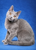 Picture of Chartreux sitting on blue background