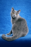 Picture of Chartreux sitting on blue background, back view