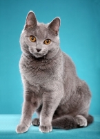 Picture of Chartreux sitting on bright blue background