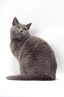 Picture of Chartreux sitting on white background, back view