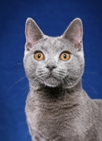 Picture of Chartreux