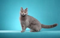 Picture of Chartreux