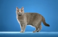 Picture of Chartreux