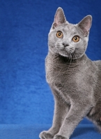 Picture of Chartreux