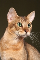Picture of Chausie head study