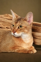 Picture of Chausie near log