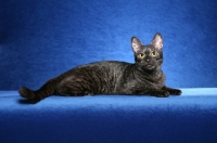 Picture of Chausie on blue background