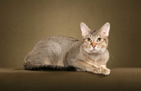 Picture of Chausie on brown background