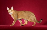 Picture of Chausie on red background, side view