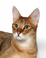 Picture of Chausie on white background