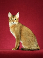 Picture of Chausie side view