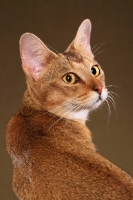 Picture of Chausie turning
